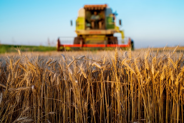 Mietitrice che funziona al campo nella mattina soleggiata. Concetto di agricoltura. Mietitrebbia al campo di grano.