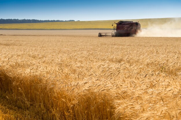 Mietitrice nel campo di grano, colture rosse del campo di mietitrebbiatura