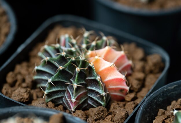 Mihanovichii variopinto di Gymnocalycium del bello cactus