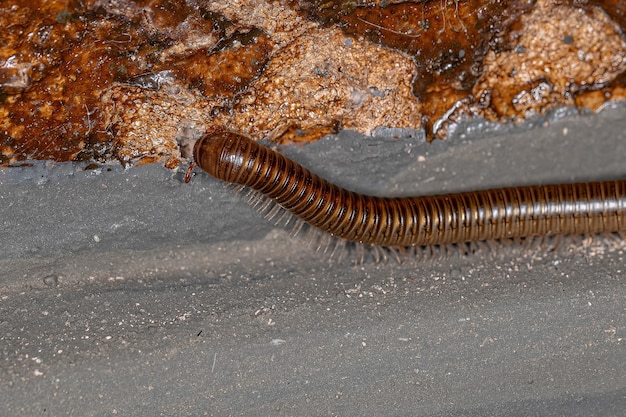 Millepiedi adulto comune marrone dell'ordine Spirostreptida