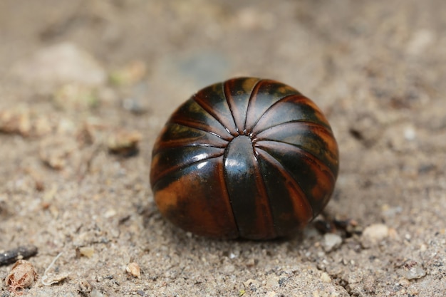 Millepiedi sul pavimento in natura