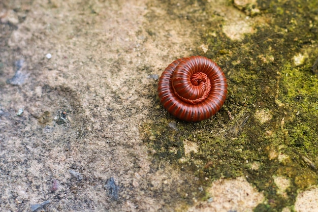 Millepiedi tozzo sul cemento del pavimento.