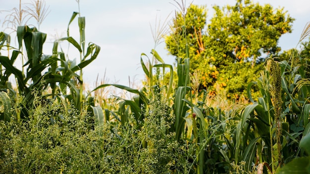 Milpa messicana biologica