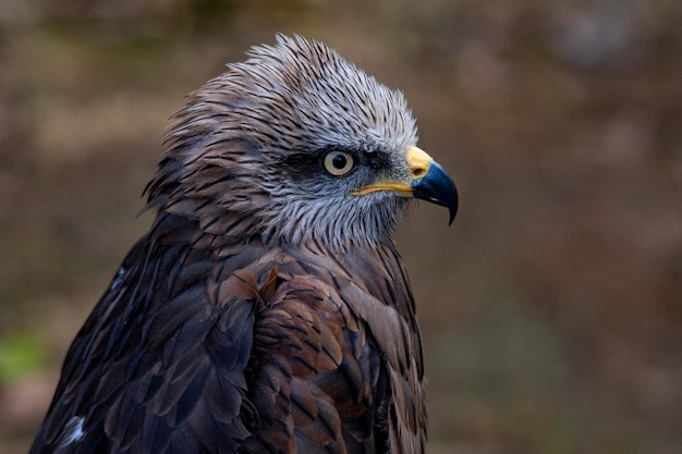 Milvus migrans il nibbio bruno è una specie di uccello accipitriforme della famiglia degli accipitridae