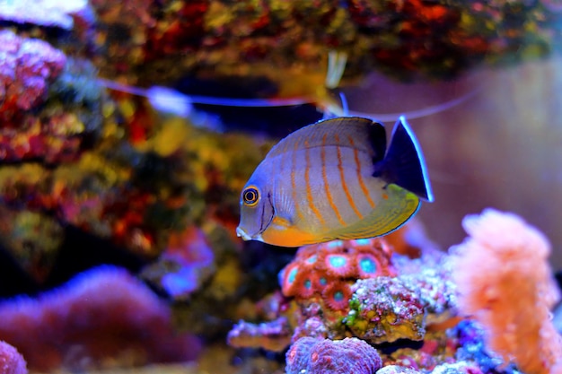 Mimica Eibli Tang - (Acanthurus tristis)