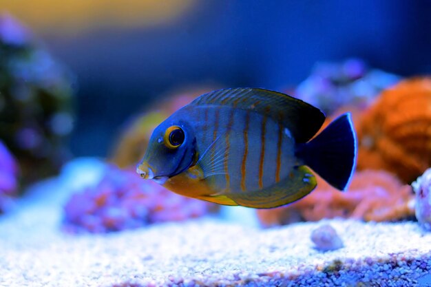 Mimica Eibli Tang - (Acanthurus tristis)