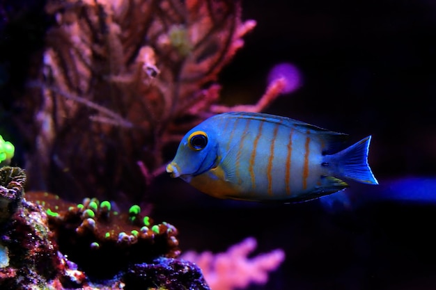 Mimica Eibli Tang - (Acanthurus tristis)