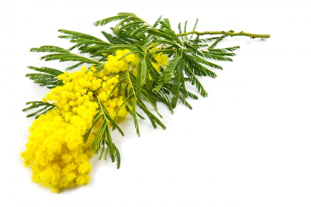 Mimosa, festa della donna