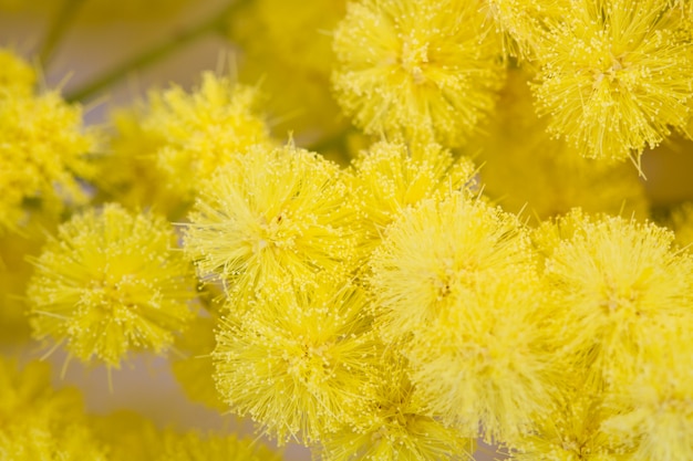 Mimosa, festa della donna