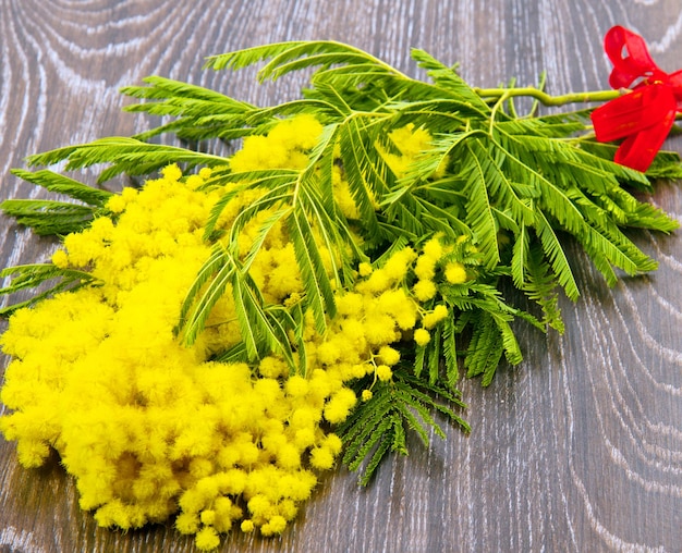 mimosa, festa della donna