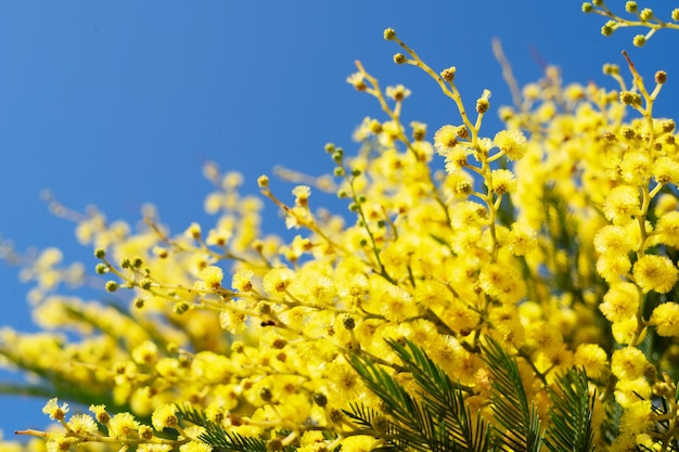 Mimosa fiori freschi