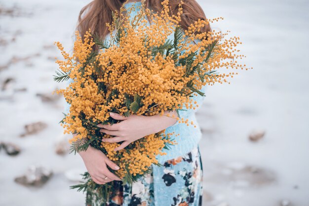 Mimosa fiori gialli nelle mani della donna, ritagliata.