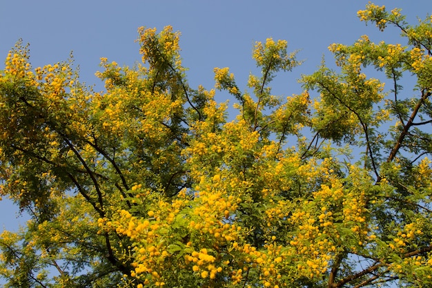 Mimosa gialla in fiore su un albero in una giornata di sole. Acacia color argento