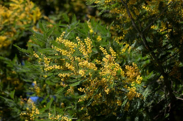 Mimosa gialla splendida sull'albero in primo piano messa a fuoco selettiva fiore primaverile sfondo di fiori bianchi di acacia