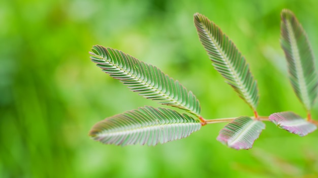 mimosa pigra foglia natura sfondo verde