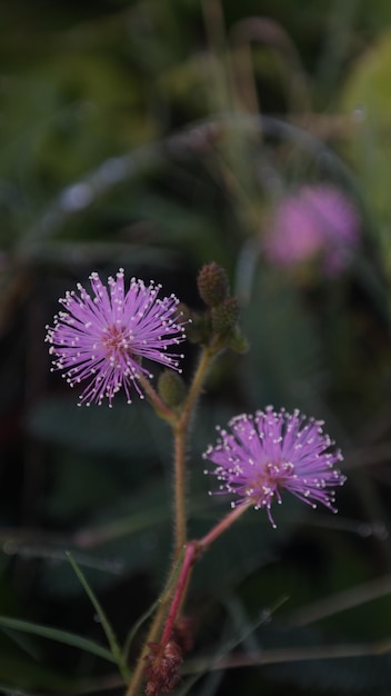 mimosa pudica la pianta sensibile