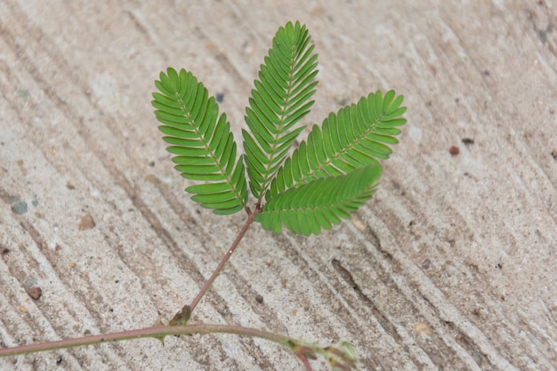 Mimosa pudica