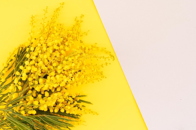 Mimosa un giallo fiori freschi primavera gtay e sfondo giallo 8 marzo giorno sfondo mimose è fiori tradizionali per la giornata internazionale della donna 8 marzo