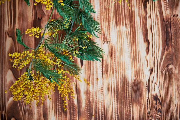 Mimosa un simbolo della festa della donna sullo sfondo della carta da parati in legno marrone