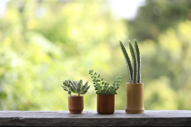 Mini cactus in un piccolo vaso per piante in legno marrone allineato