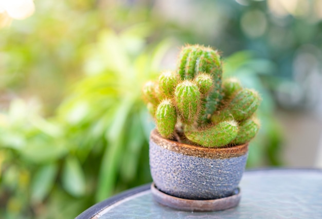 Mini cactus in vaso, giardino di casa, idea per piante da coltivazione di piccole dimensioni in casa o in ufficio.