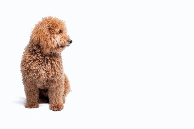 Mini cucciolo di doodle dorato guardando al suo fianco su uno sfondo bianco