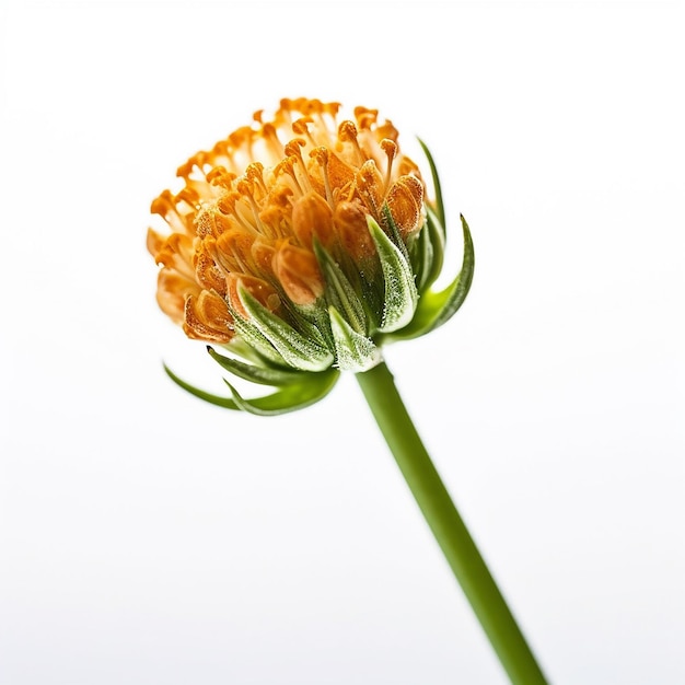 Mini Fiore Arancione Del Gambo Isolato