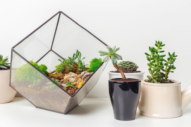 Mini giardino succulento in florarium in vetro