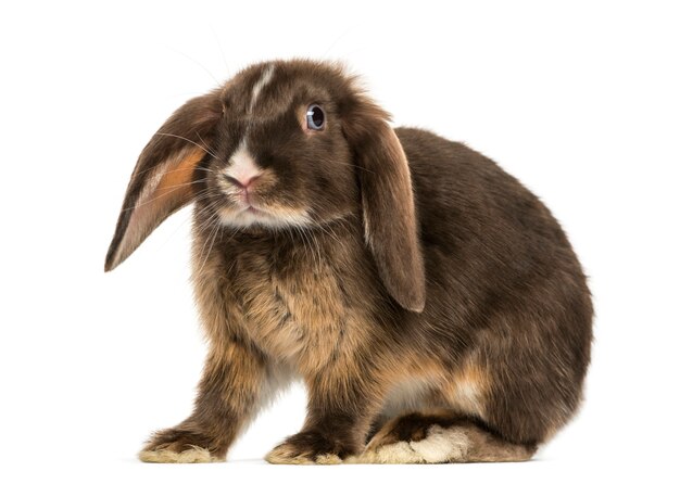 Mini lop coniglio in piedi isolato su bianco