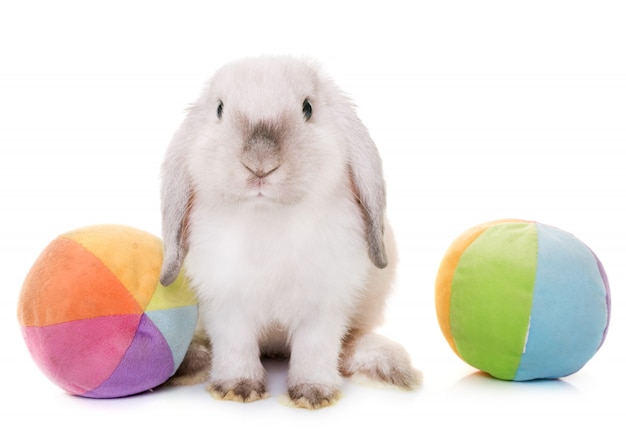 mini lop in studio