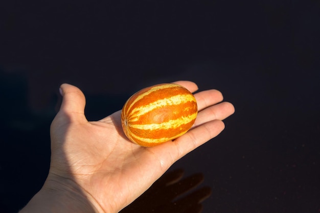 mini melone arancione maturo nel palmo di una mano su sfondo nero a specchio