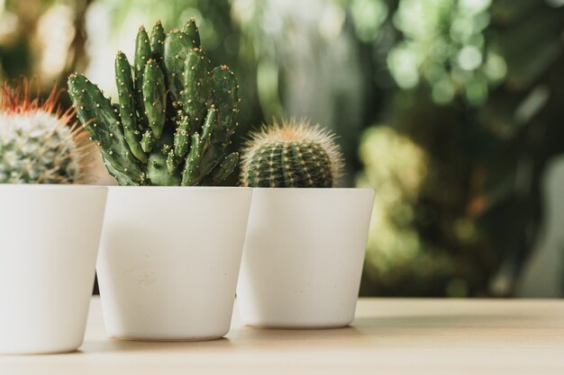 Mini pianta di cactus in vaso su sfondo sfocato giardino