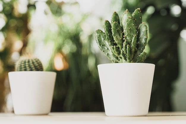 Mini pianta di cactus in vaso