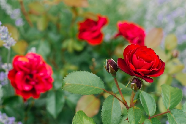 Mini rose dei fiori rossi nella fioritura del giardino di estate