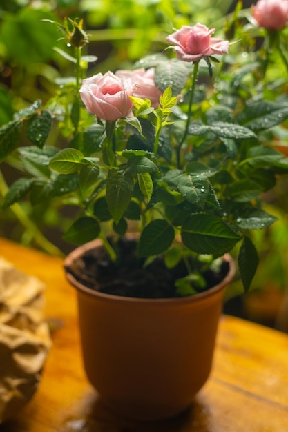 Mini rose in vaso