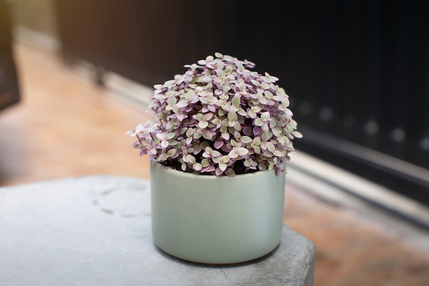 Mini Turtle Plant o Callsia repen pink lady in vaso di ceramica verde.