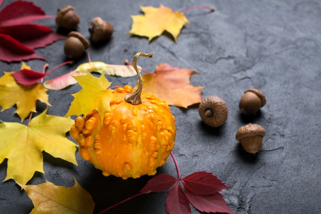 Mini zucca e foglie colorate di autunno sulla superficie di calcestruzzo scura.