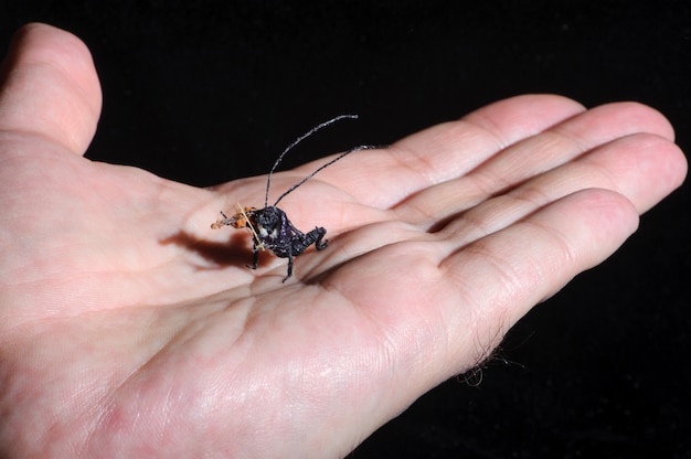 Miniatura di bug che suona il violino