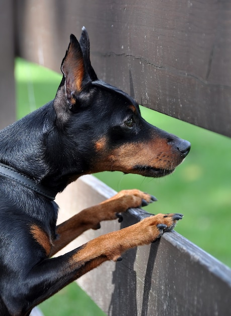 Miniatura tan Pinscher cane guardando da dietro un recinto