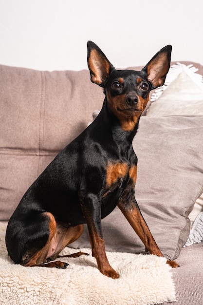 Miniature pinscher cane con grandi orecchie seduto sul divano e in posa