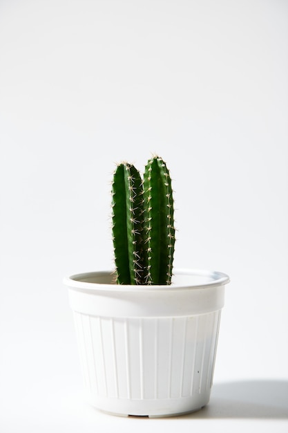 Minimal Green Cactus in vaso isolato su sfondo bianco