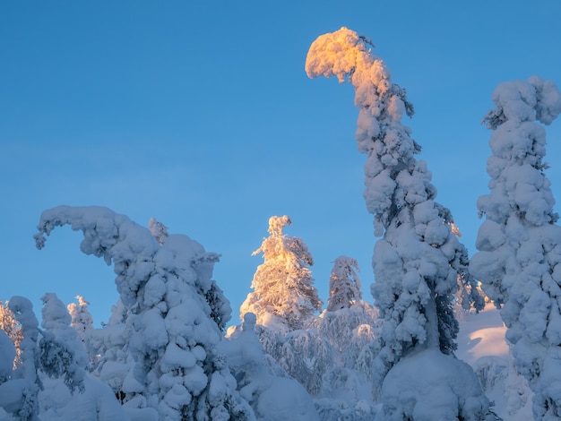 Minimalista magica sagoma stravagante dell'abete rosso è intonacata di neve Aspra natura artica Fiaba mistica di una foresta soleggiata invernale Albero di Natale innevato contro un cielo blu chiaro