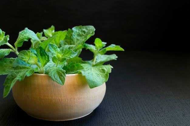 Mint in una ciotola di legno su uno sfondo nero.