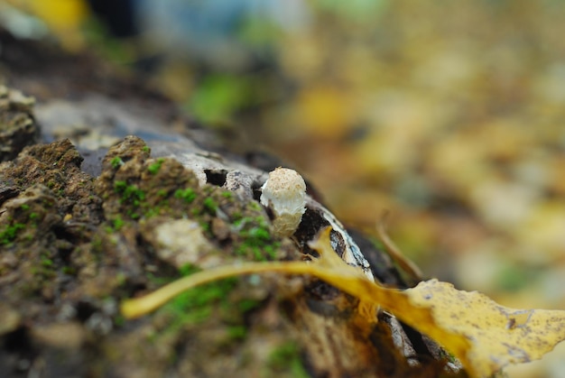 Minuscolo mashroom che cresce sotto le luci del sole