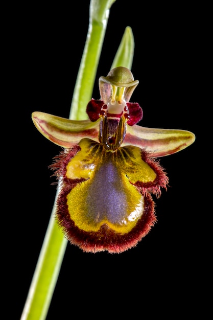 Mirror Bee Orchid (speculum di Ophrys)