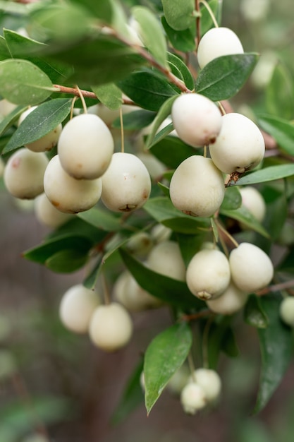 Mirti communis, mirto comune. bacche bianche sul ramo, primo piano, macro. Vitamine naturali a Cipro del Nord