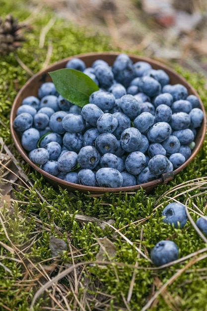 Mirtilli appena raccolti su un muschio nella foresta Concetto per un'alimentazione sana