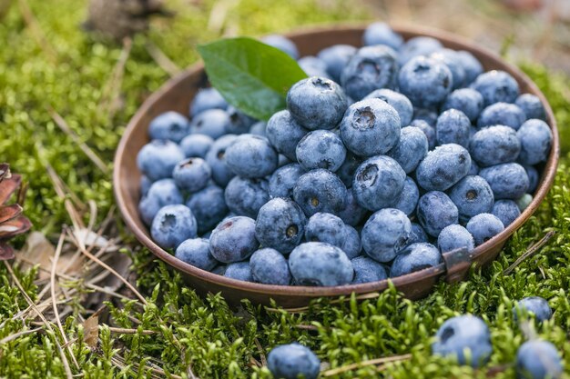 Mirtilli appena raccolti su un muschio nella foresta Concetto per un'alimentazione sana