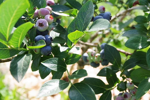 Mirtilli che maturano sul cespuglio Bacche in crescita nel giardino Vaccinium corymbosum