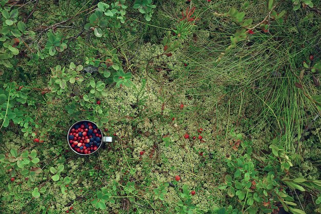 mirtilli e mirtilli rossi su muschio in una tazza, condizioni naturali, fauna selvatica, vitamine nel nord nella foresta